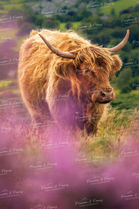 To buy a print or any of the below please click on the images